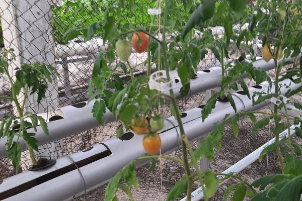 Hidroponia em Pequenos Espaços: Como Cultivar Sem Terra e com Alta Produtividade