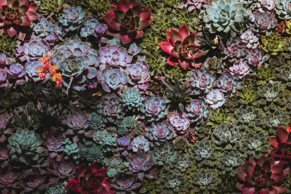 Jardins de Bolso: Cultivando Beleza e Alimentos em Pequenos Vasos e Recipientes