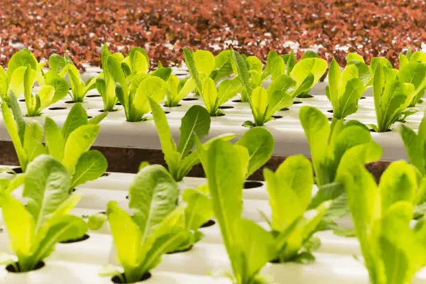 Como a Hidroponia Pode Transformar Pequenos Espaços em Fazendas Urbanas