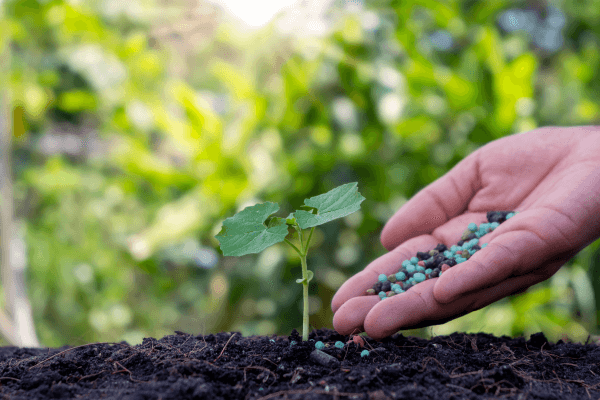 Como Preparar o Solo para um Jardim Ornamental Produtivo