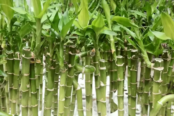 Passo a passo para cultivar o bambu da sorte e deixá-lo sempre saudável