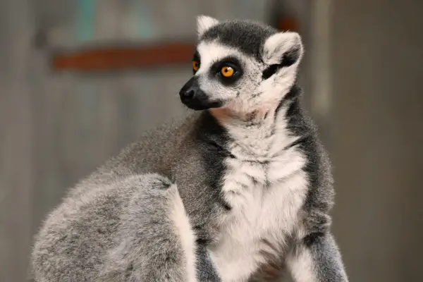 Madagascar
